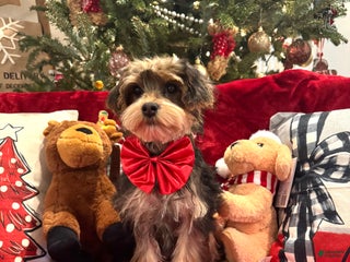 Yorkiepoo dogs Yorkiepoo Puppy 5 - Ad 28