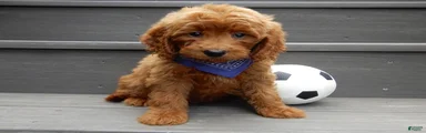 Rusty