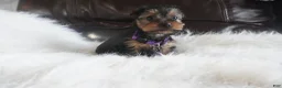 Yorkshire Terrier dogs for sale: Kayla  - Ad 1