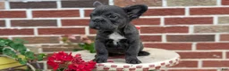French Bulldog dogs for sale: Eden - Ad 3