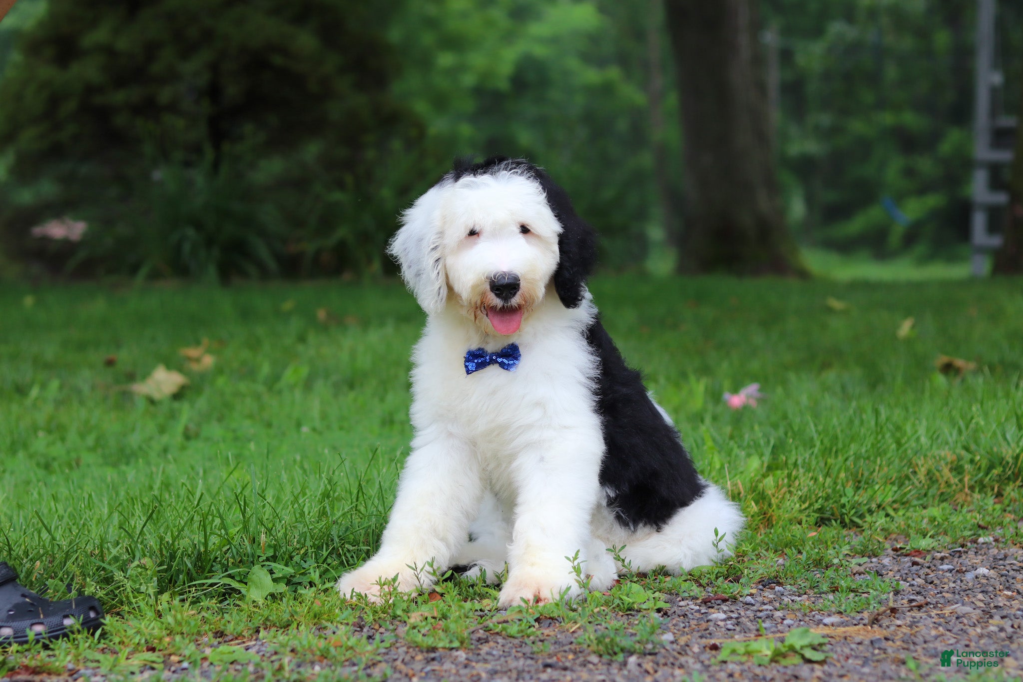 Sheepadoodle dogs Bentley - Ad 1
