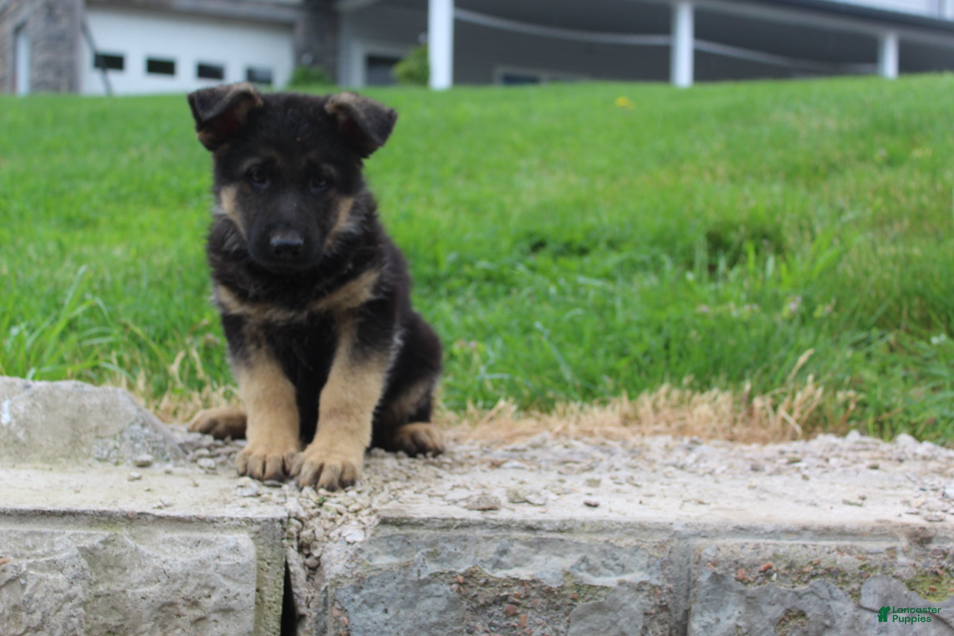 German Shepherd dogs Eddy  - Ad 1