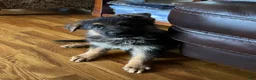 German Shepherd dogs for sale: Grey - Ad 3
