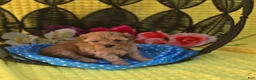 Maltipoo dogs for sale: Magic - Ad 5