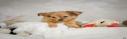 Chihuahua dogs for sale: Terry - Ad 3