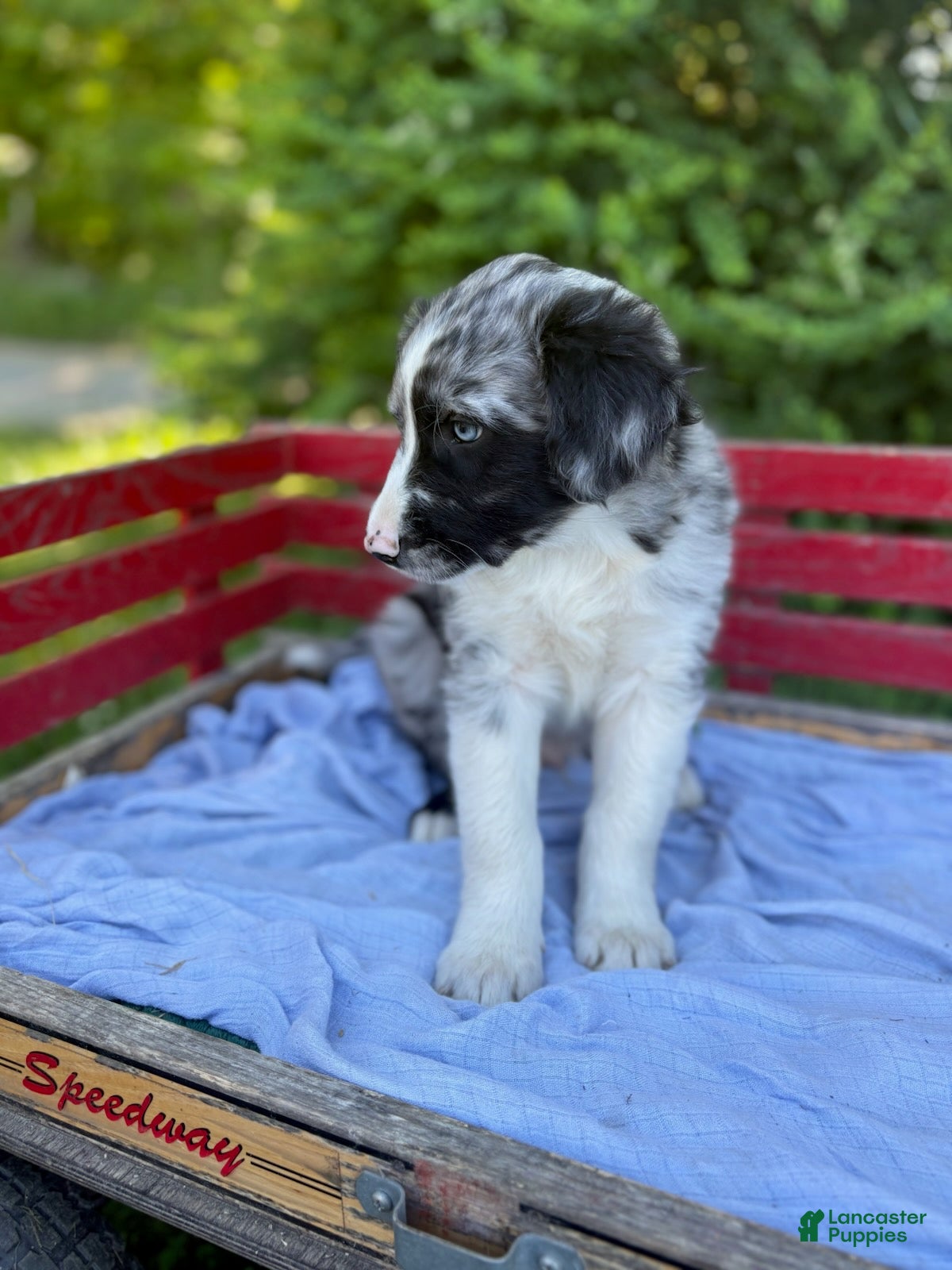 Australian Shepherd dogs Marvin - Ad 2