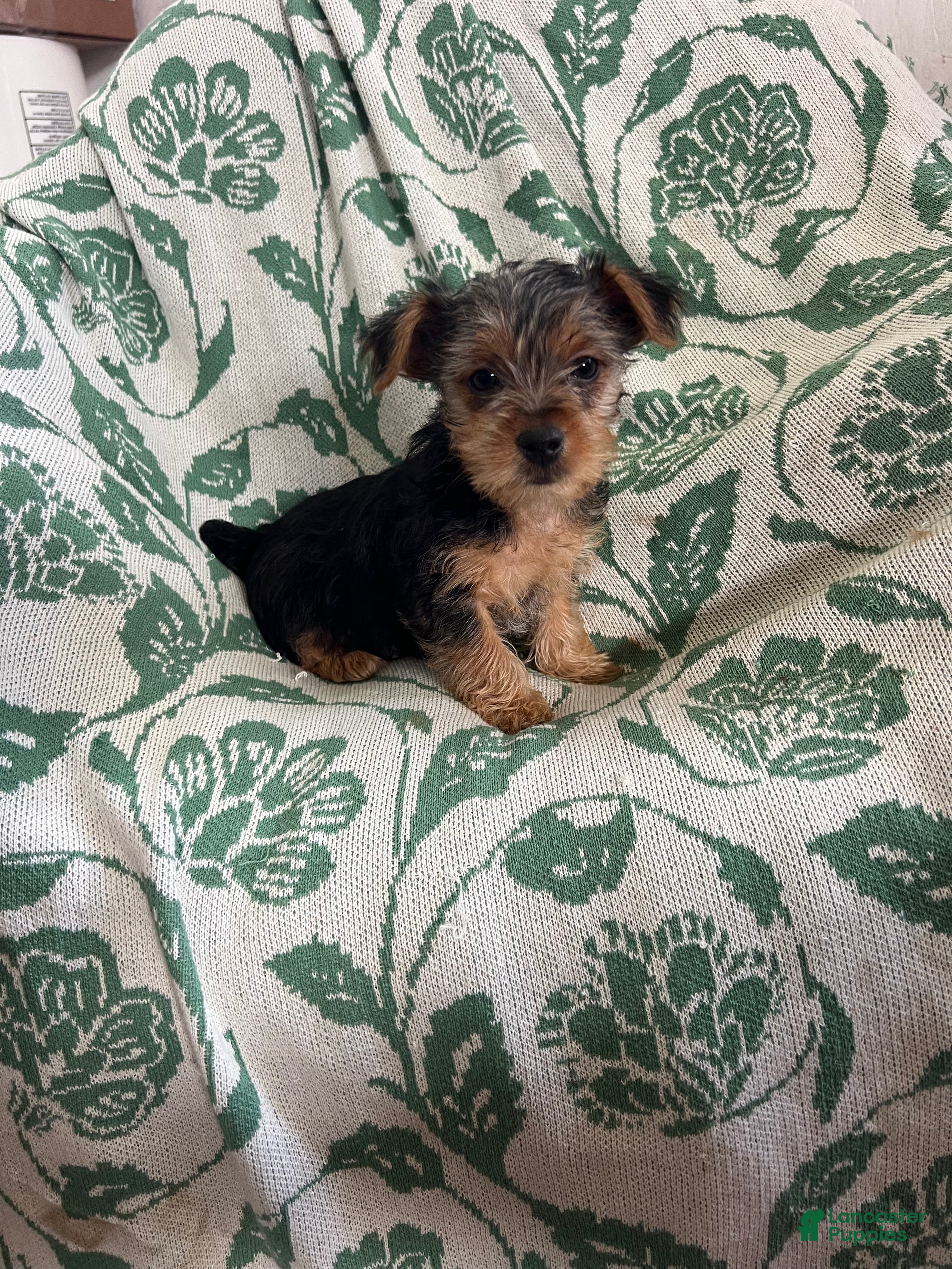 Yorkshire Terrier dogs Danny Boy - Ad 1