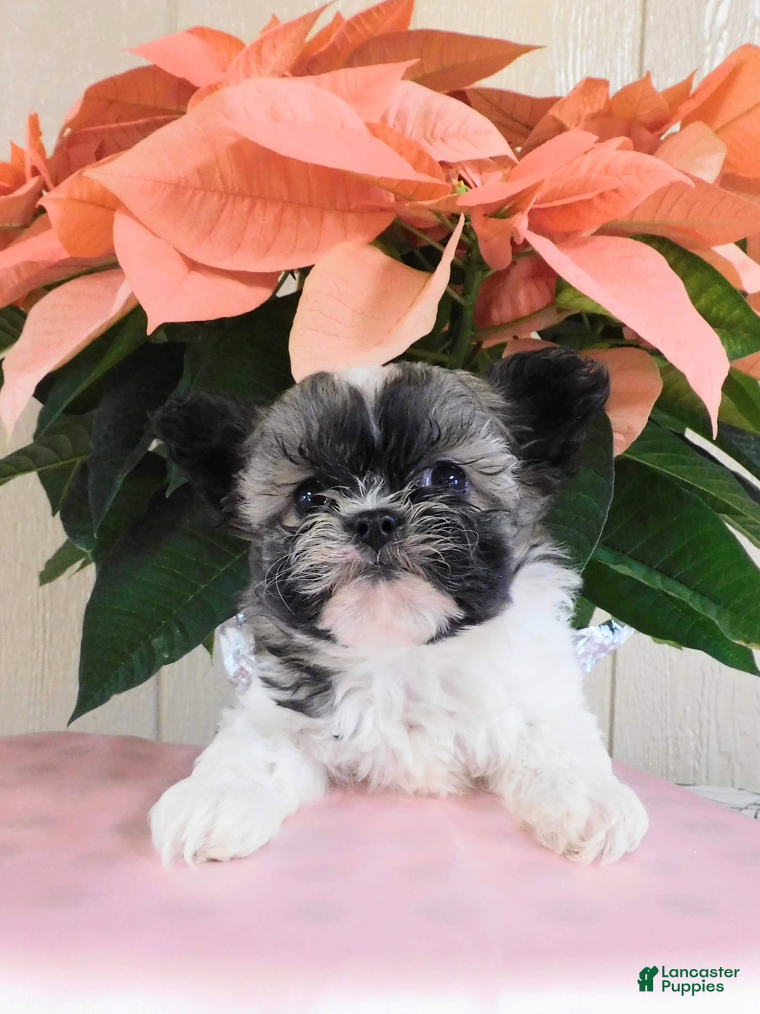 Teddy Bear dogs for sale: Ollie - Ad 3