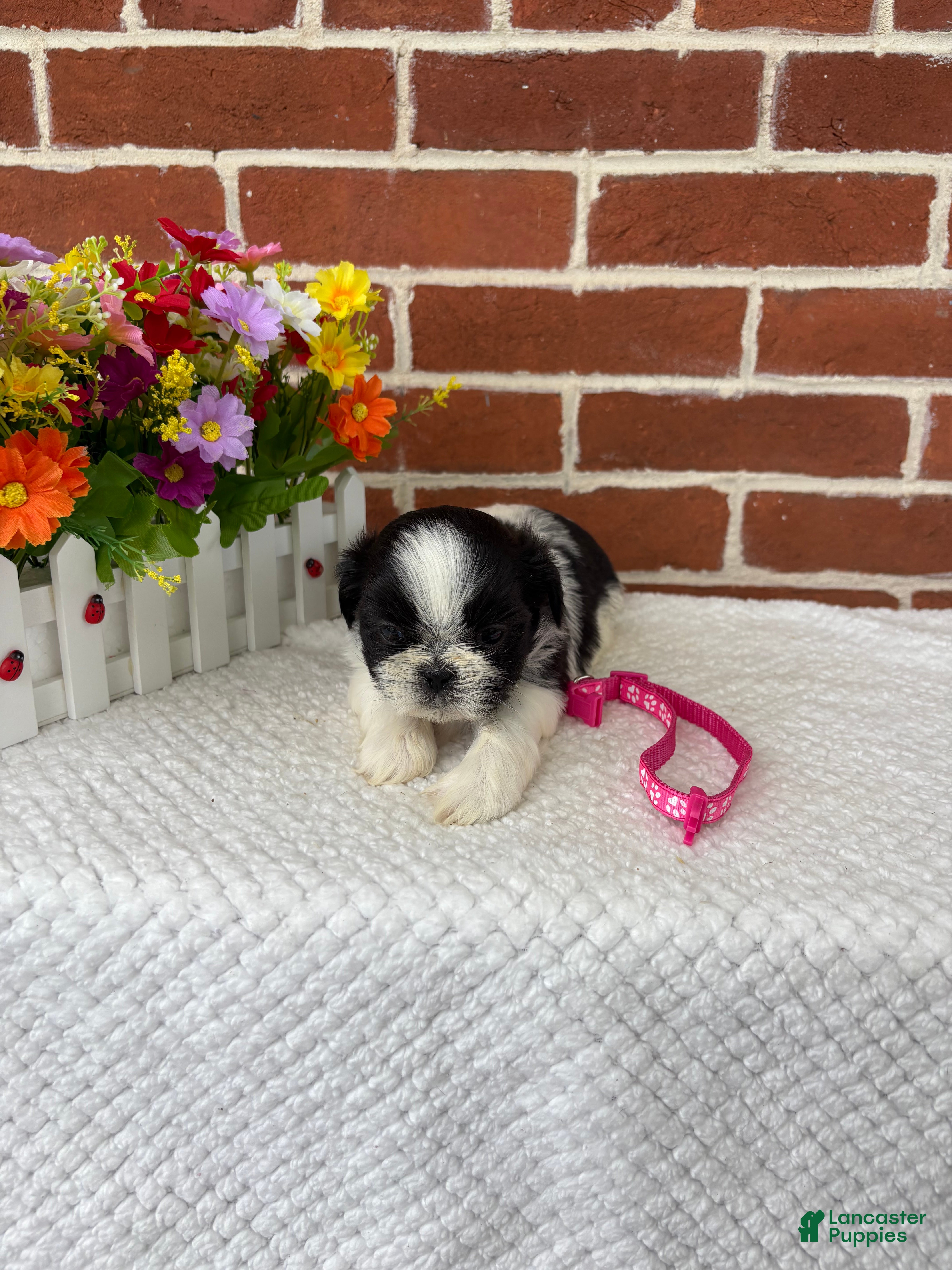 Shih Tzu dogs for sale: Lulu  - Ad 5