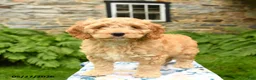 Cockapoo dogs for sale: Dallas - Ad 4