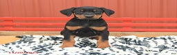 Doberman Pinscher dogs for sale: Harper - Ad 7