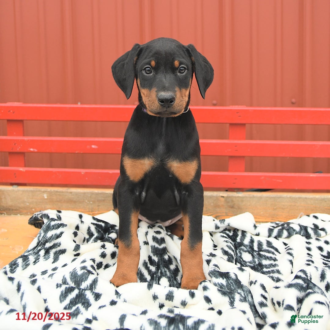 Doberman Pinscher dogs for sale: Harper - Ad 7