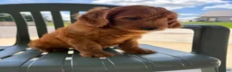 Goldendoodle dogs for sale: Goldie - Ad 29