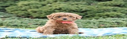 Mini Goldendoodle dogs for sale: Symphony - Ad 5