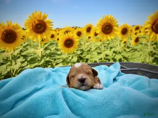 Havapoo dogs Magic - Ad 27