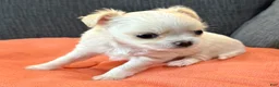Chihuahua dogs for sale: Lunita  - Ad 3