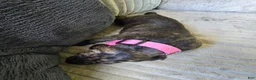 Mixed Breed dogs for sale: Pink-Full Brindle - Ad 13