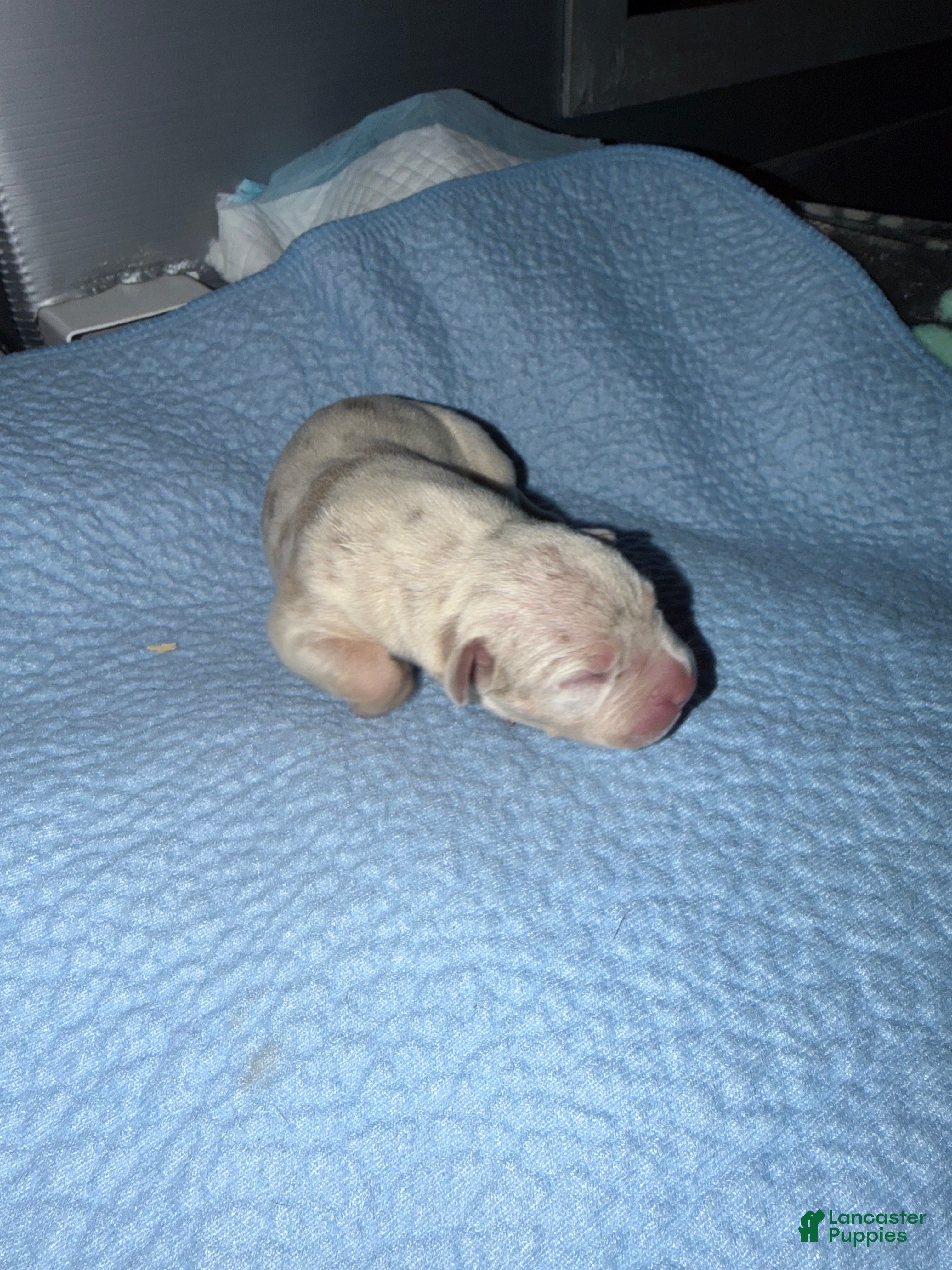 American Bully dogs Pearl - Ad 2