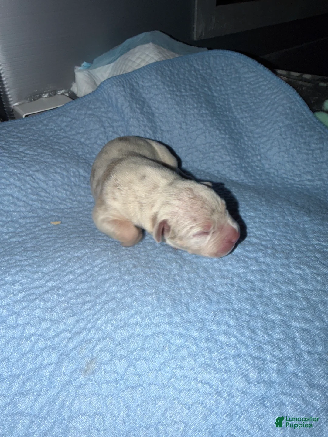 American Bully dogs for sale: Pearl - Ad 2