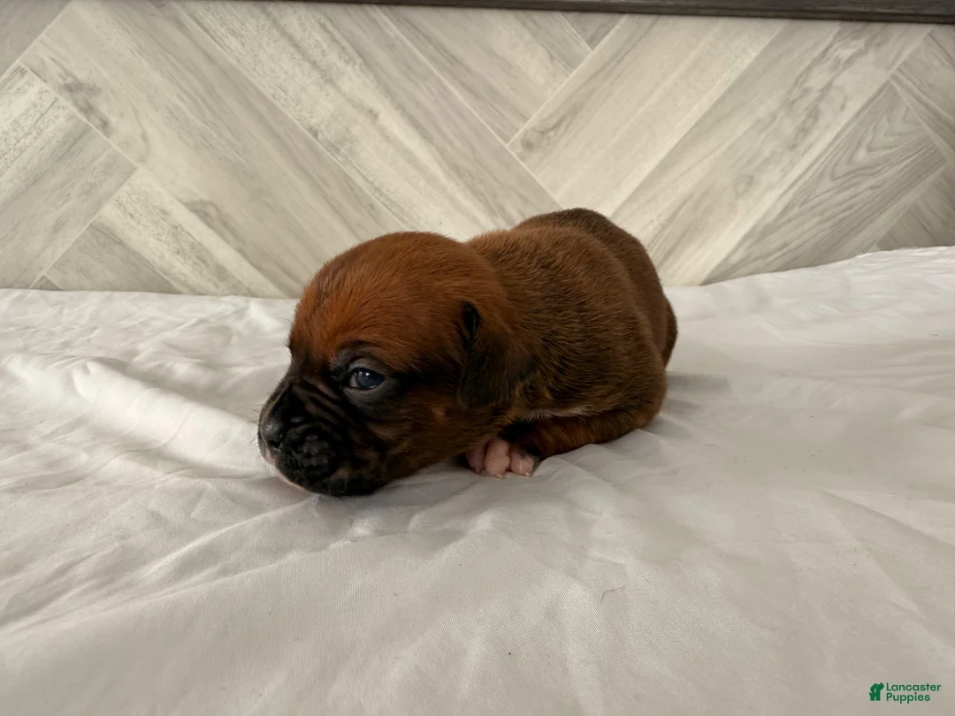 Boxer dogs for sale: Callie - Ad 5