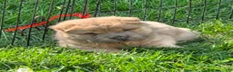 Shar Pei dogs for sale: Nacho  - Ad 2