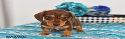 Miniature Dachshund dogs for sale: Cole - Ad 4