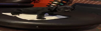 Cane Corso 5