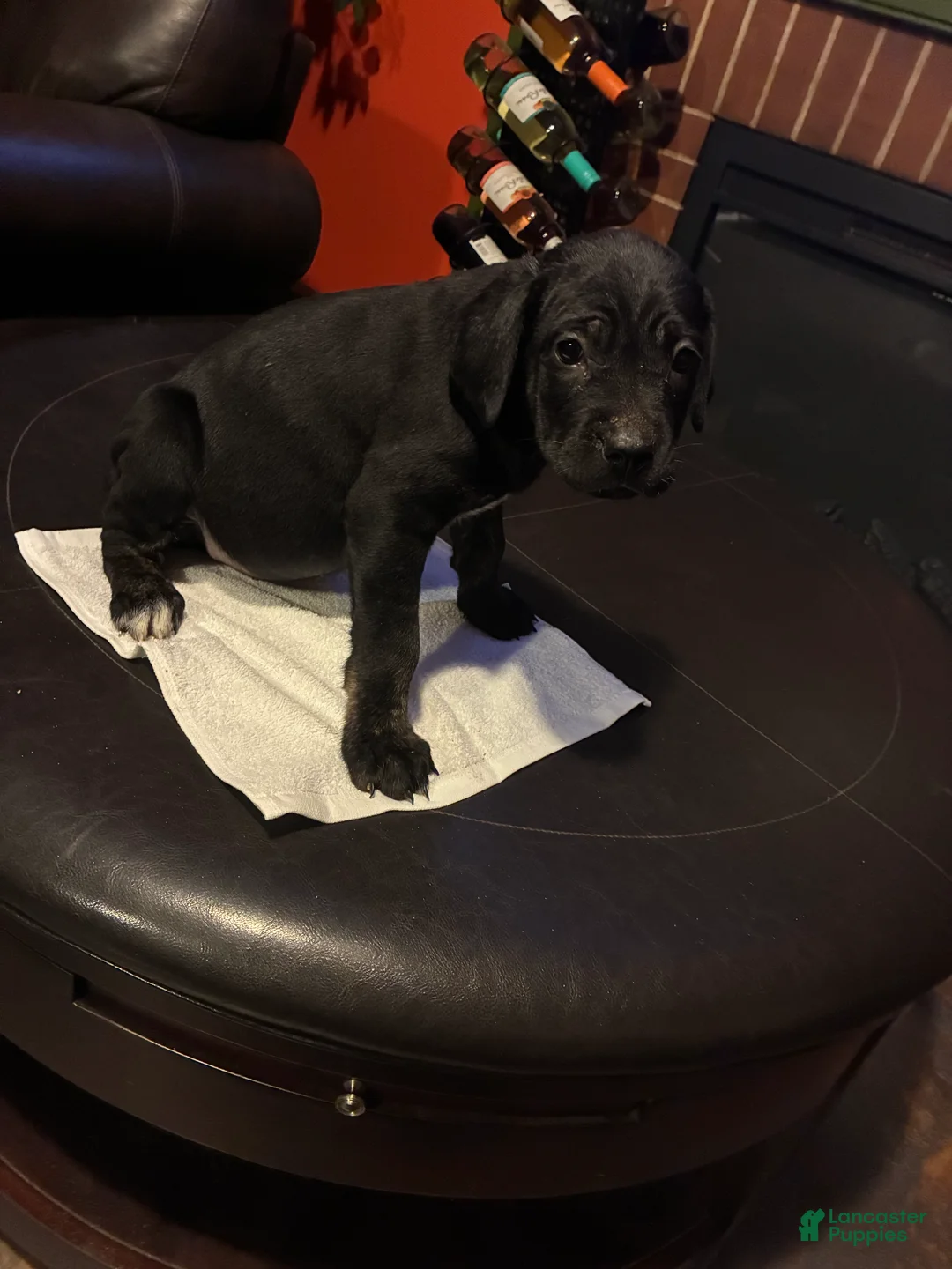 Cane Corso dogs for sale: Cane Corso 5 - Ad 1