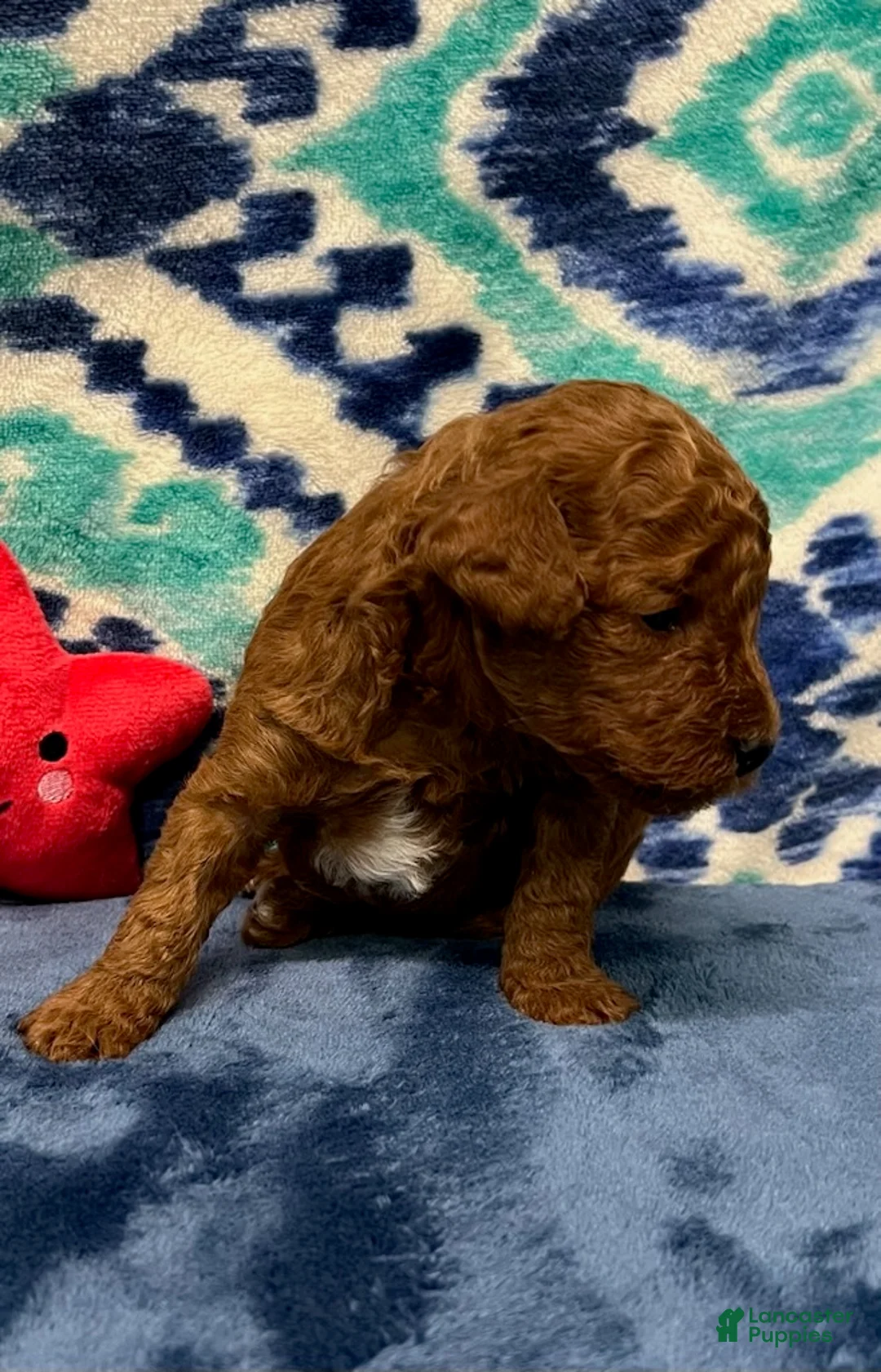 Toy Poodle dogs for sale: Red - Ad 1