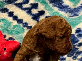 Toy Poodle dogs Red - Ad 21