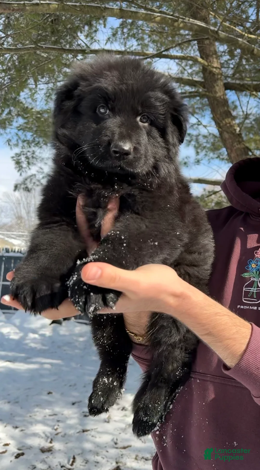 German Shepherd dogs for sale: Draco - Ad 13