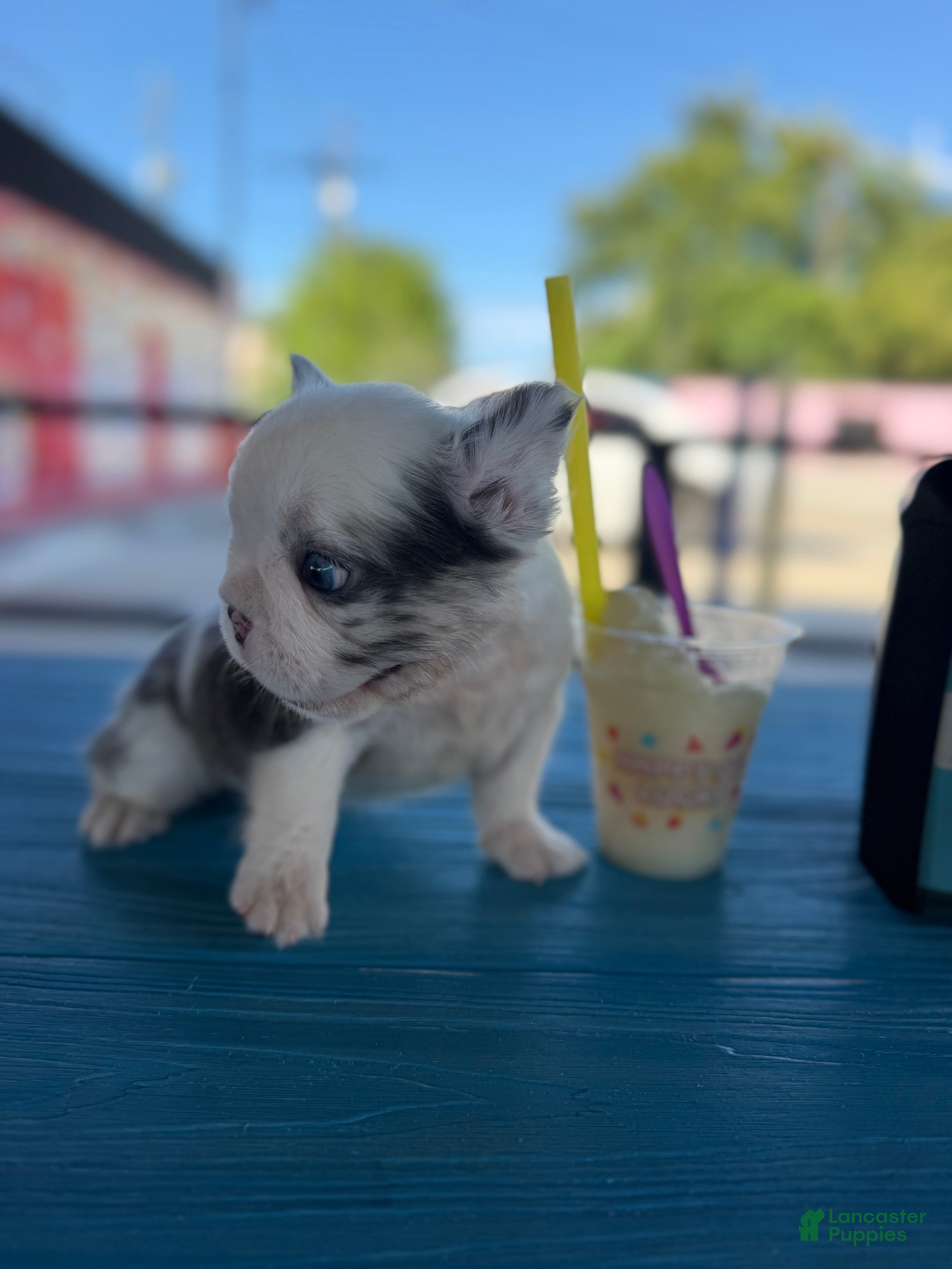 French Bulldog dogs Tiny - Ad 2
