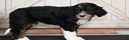 Bernedoodle dogs for sale: Tilly - Ad 2