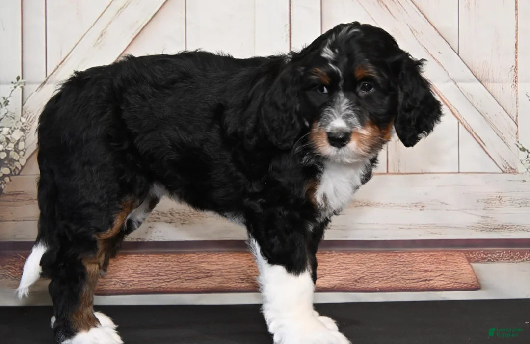 Bernedoodle dogs for sale: Tilly - Ad 2