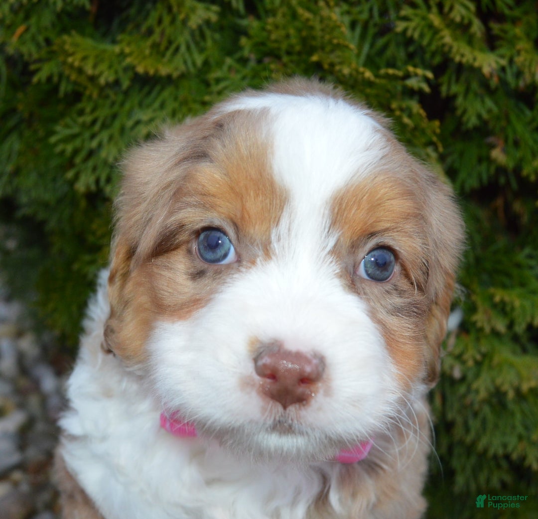 Mini Aussiedoodle dogs for sale: Mini Angel - Ad 12