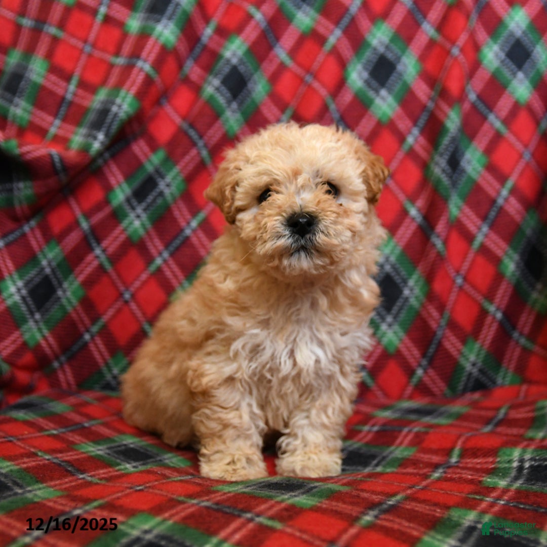 Bichpoo dogs for sale: Noel - Ad 2