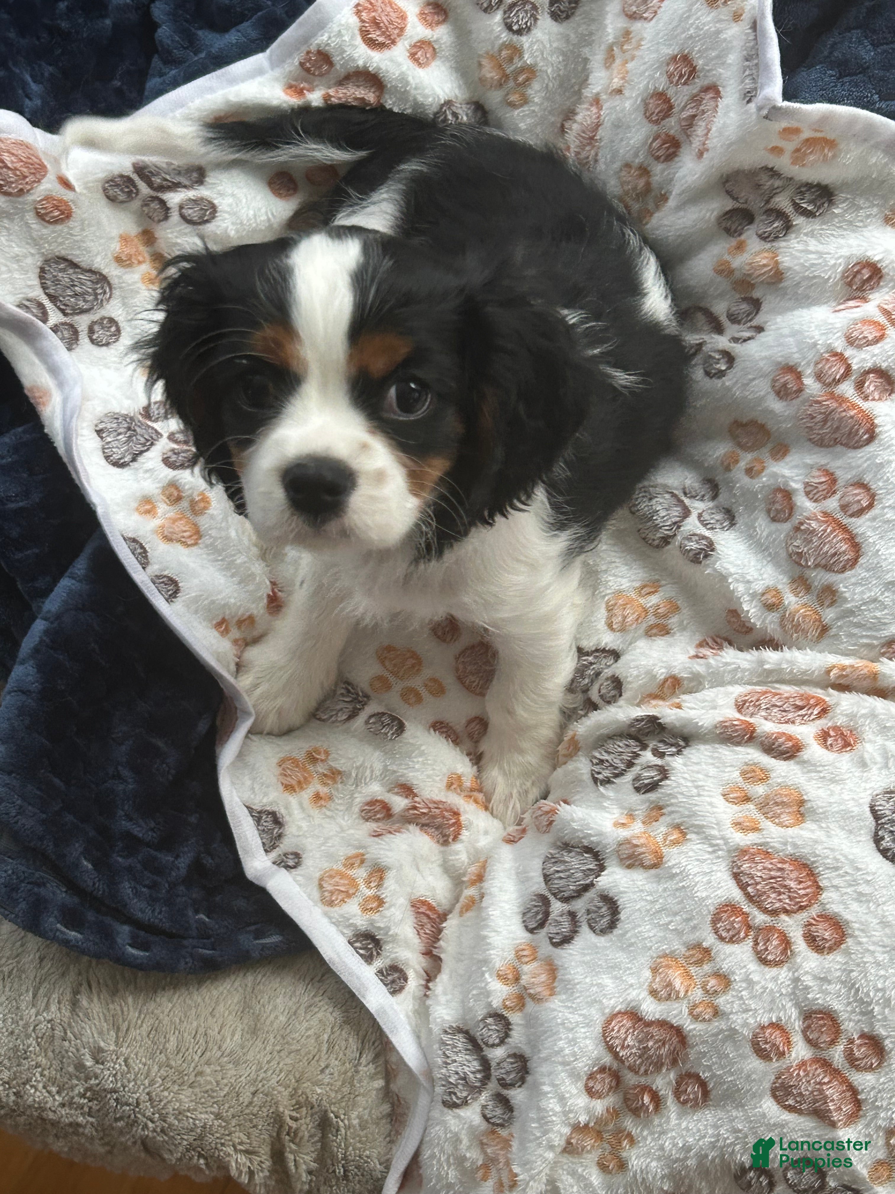 Cavalier King Charles Spaniel dogs Cavalier King Charles Spaniel Puppy 1 - Ad 7