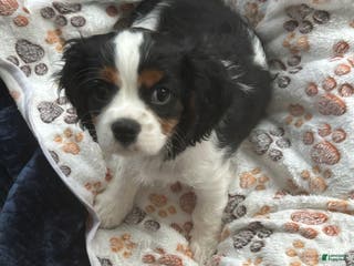 Cavalier King Charles Spaniel dogs Cavalier King Charles Spaniel Puppy 1 - Ad 16
