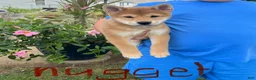 Shiba Inu dogs for sale: Nugget - Ad 2