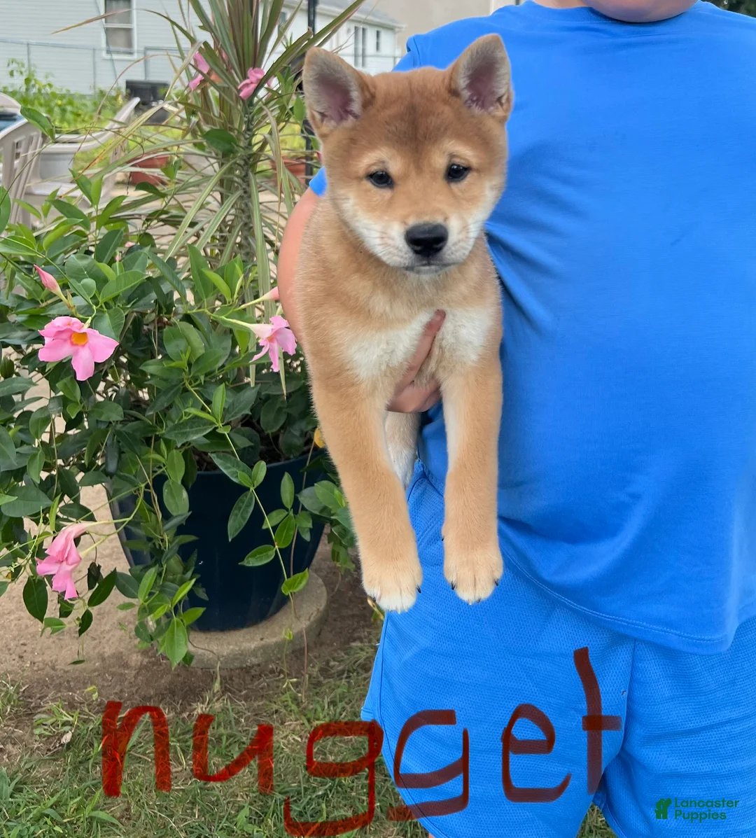 Shiba Inu dogs for sale: Nugget - Ad 2