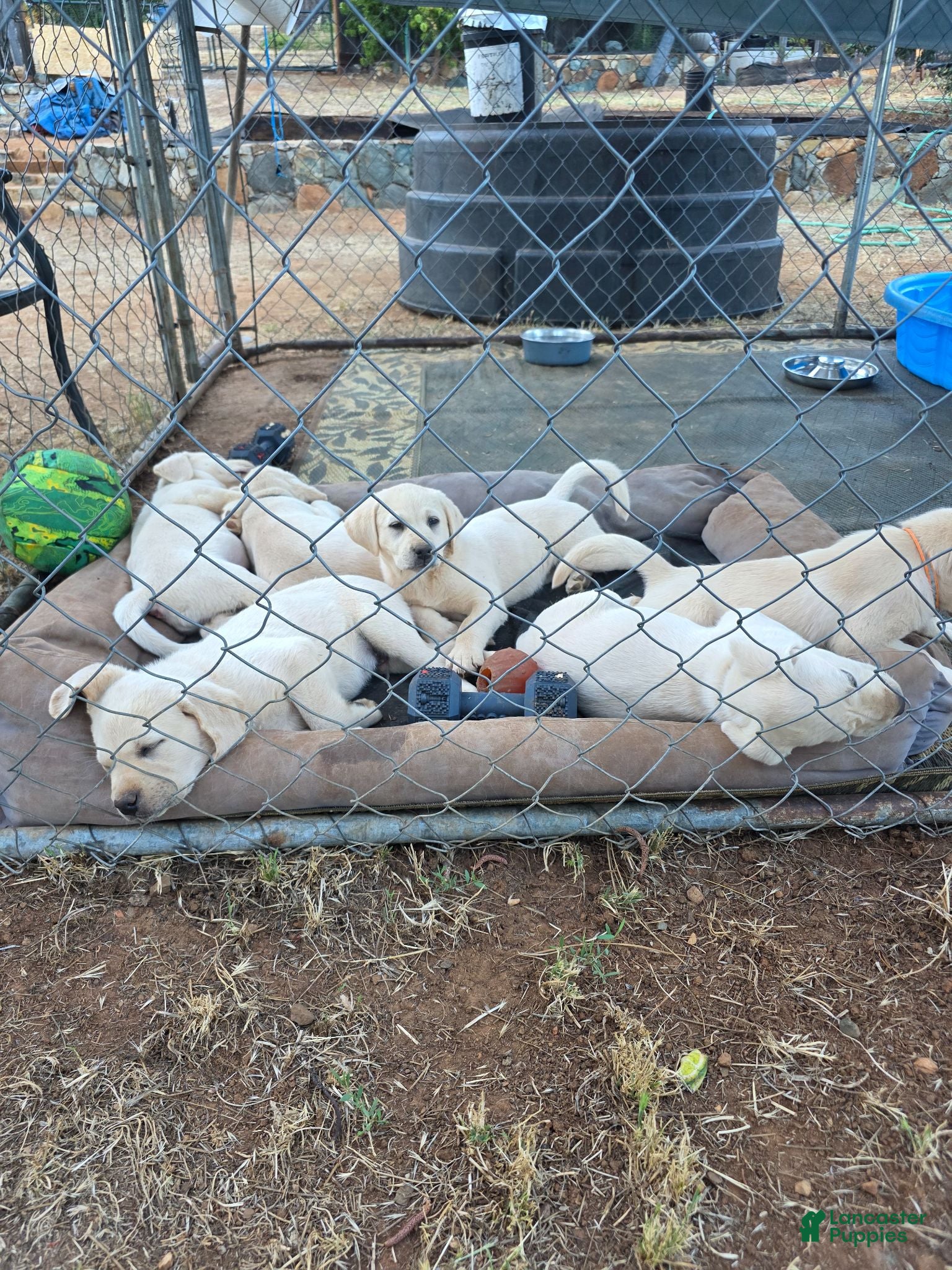 Labrador Retriever dogs Labrador Retriever 6 - Ad 10