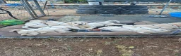 Labrador Retriever dogs for sale: Labrador Retriever 6 - Ad 1