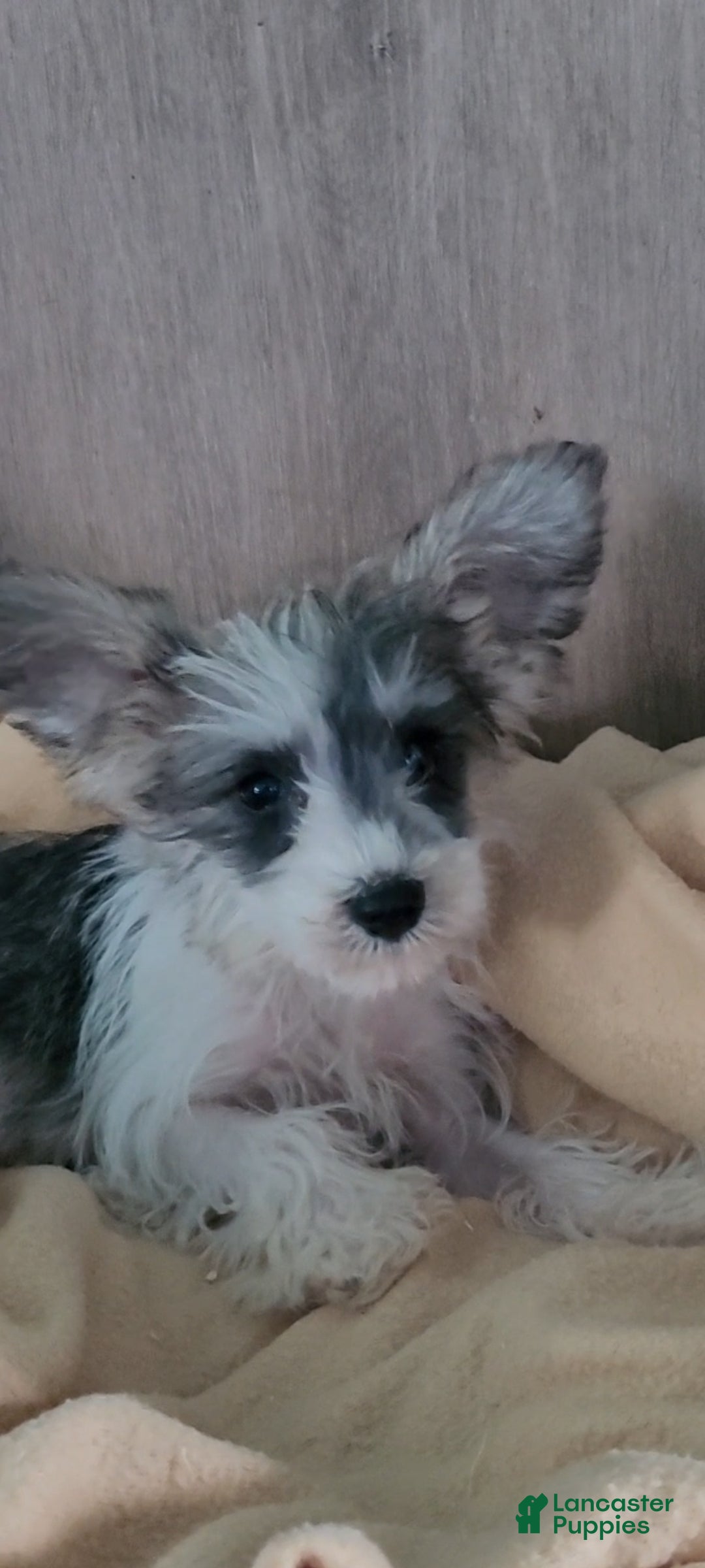 Miniature Schnauzer dogs AKC Lily - Ad 1