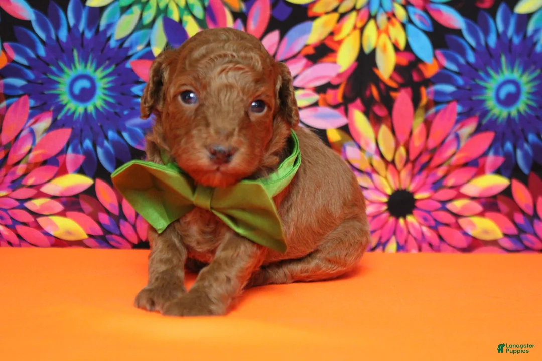 Mixed Breed dogs for sale: Tangelo - Ad 1