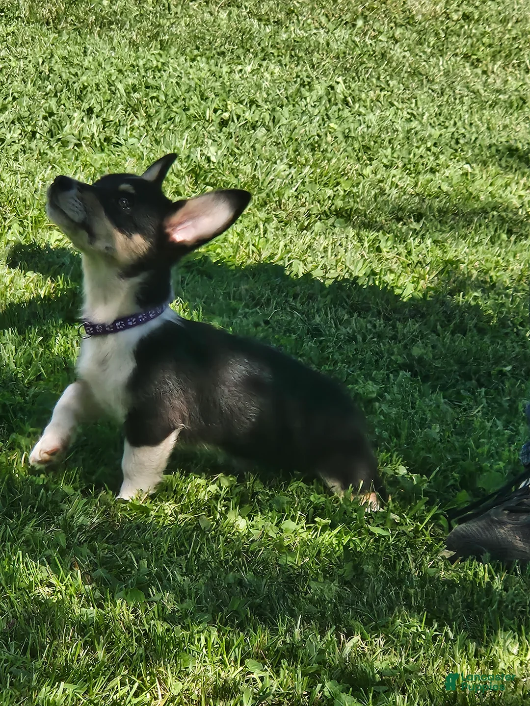 Welsh Corgi Pembroke dogs for sale: Yellow (New Collar: Purple) Female - Ad 2