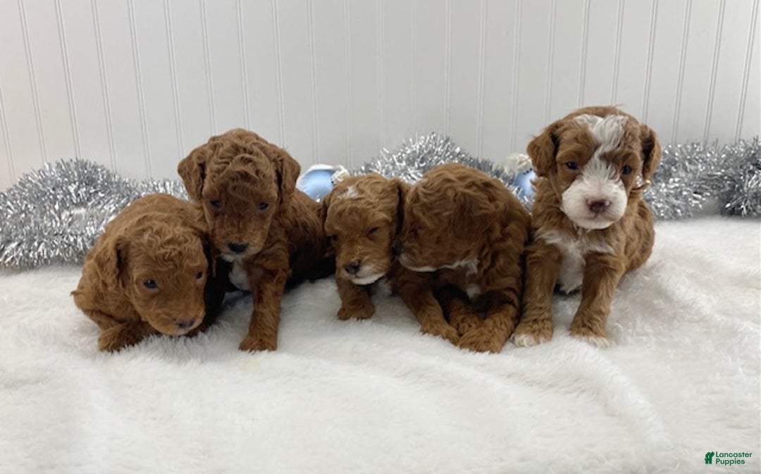 Toy Poodle dogs for sale: River - Ad 2