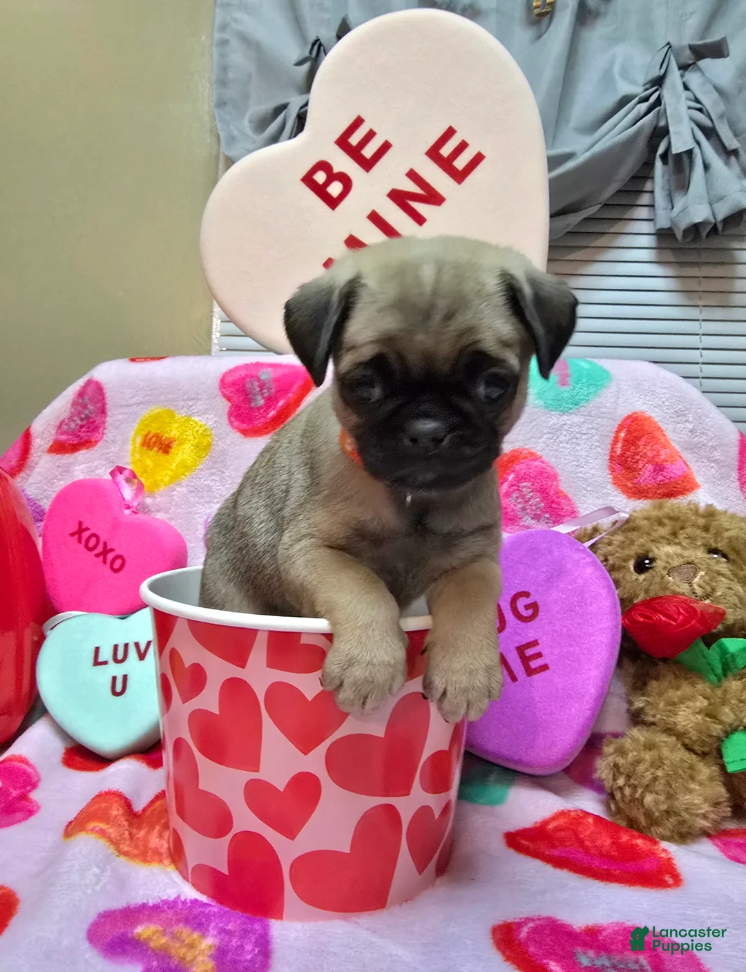 Pug dogs for sale: Angel - Ad 3