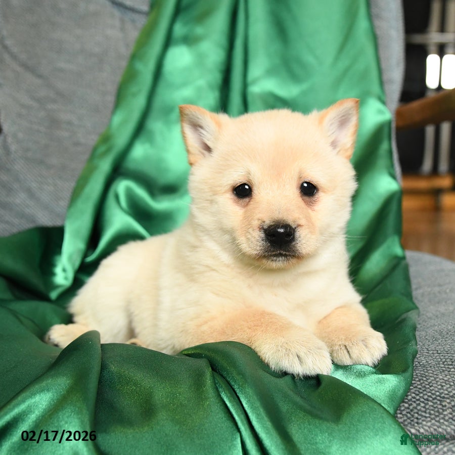 Schipperke dogs Fifi - Ad 1