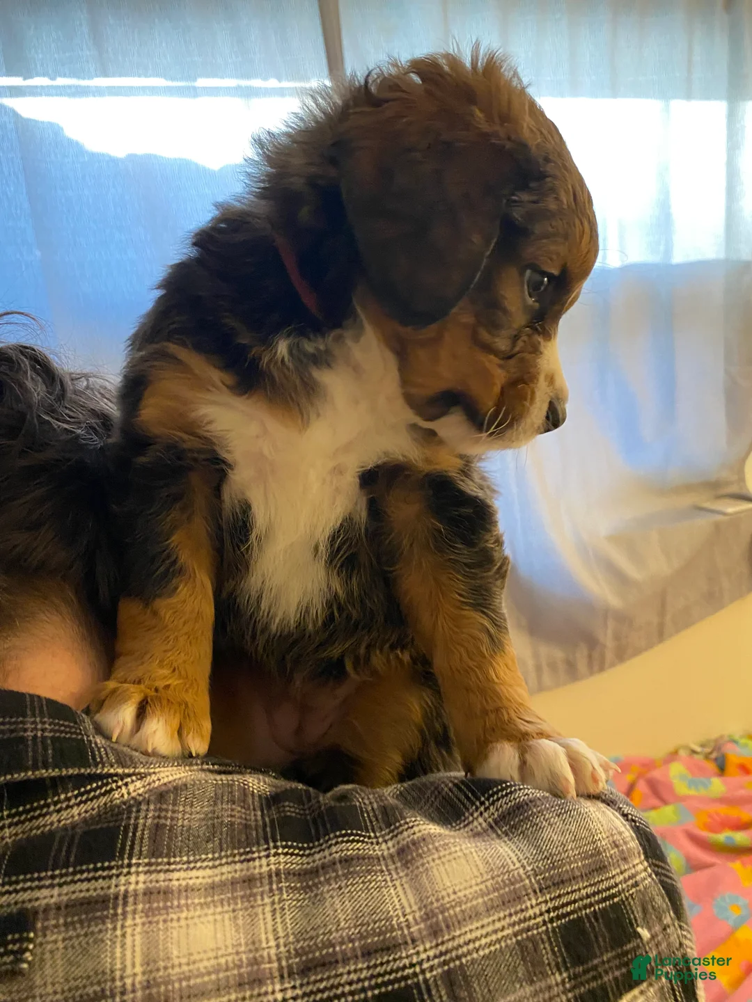 Bernedoodle dogs for sale: Bernedoodle Puppy 5 - Ad 9