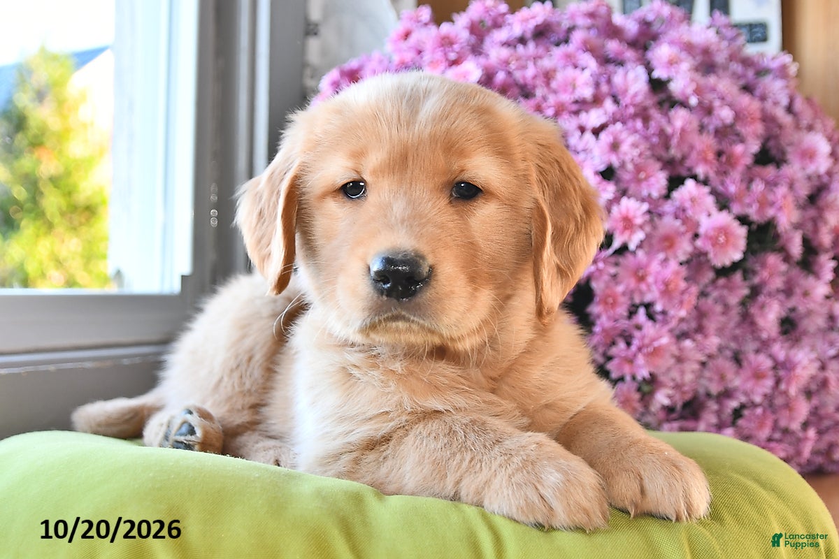 Golden Retriever dogs for sale: Rocky - Ad 1